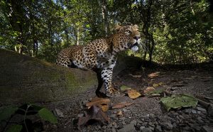 Catwalk, tác giả Shivang Mehta – Wildscape & Animals in Habitat