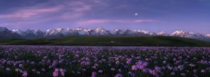 Purple World (thế giới màu tím) - Jinyi He top 50 bức ảnh thiên nhiên toàn cảnh đẹp nhất