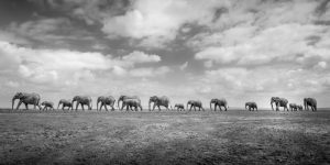  In Formation, Florian Kriechbaumer top 50 bức ảnh thiên nhiên toàn cảnh đẹp nhất