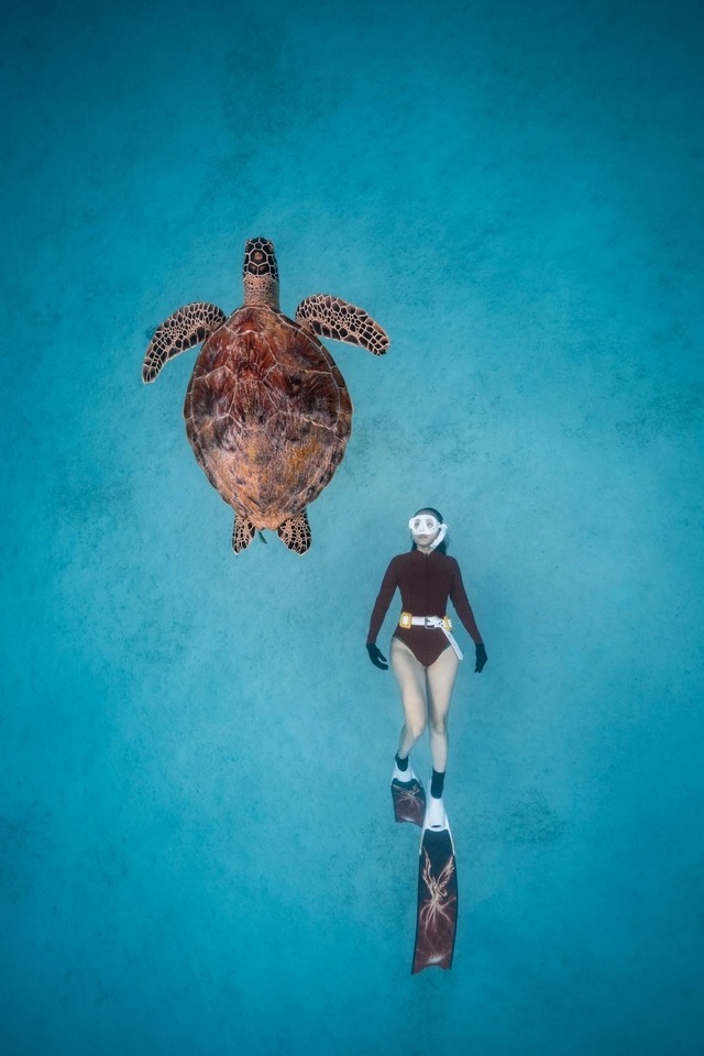 "Turtle Dream" đoạt giải National Award của Sony World Photography Awards 2023