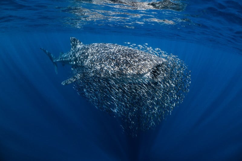 Tác phẩm chụp cá mập voi của nhiếp ảnh gia Ollie Clarke