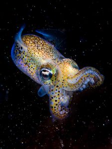 British Wildlife Photography Awards 2023 - Nhiếp ảnh gia Kirsty Andrews - Á quân hạng Động vật biển