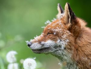 British Wildlife Photography Awards 2023 - Nhiếp ảnh gia Lewis Newman - Giải nhất hạng mục Chân dung động vật