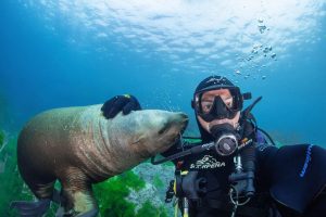 Nhiếp ảnh gia Dmitry Kokh vui đùa với sư tử biển