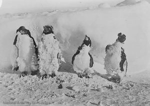 Những bức ảnh Nam Cực 100 năm - Những chú chim cánh cụt khi thay lông