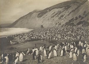 Nơi cư trú của chim cánh cụt hoàng gia tại Bãi biển Nuggets trên Đảo Macquarie