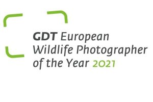 Nhiếp ảnh gia Động vật hoang dã Châu Âu 2021