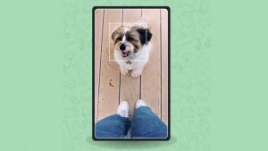 Tính năng Google Pet Portraits chụp hình chân dung thú cưng